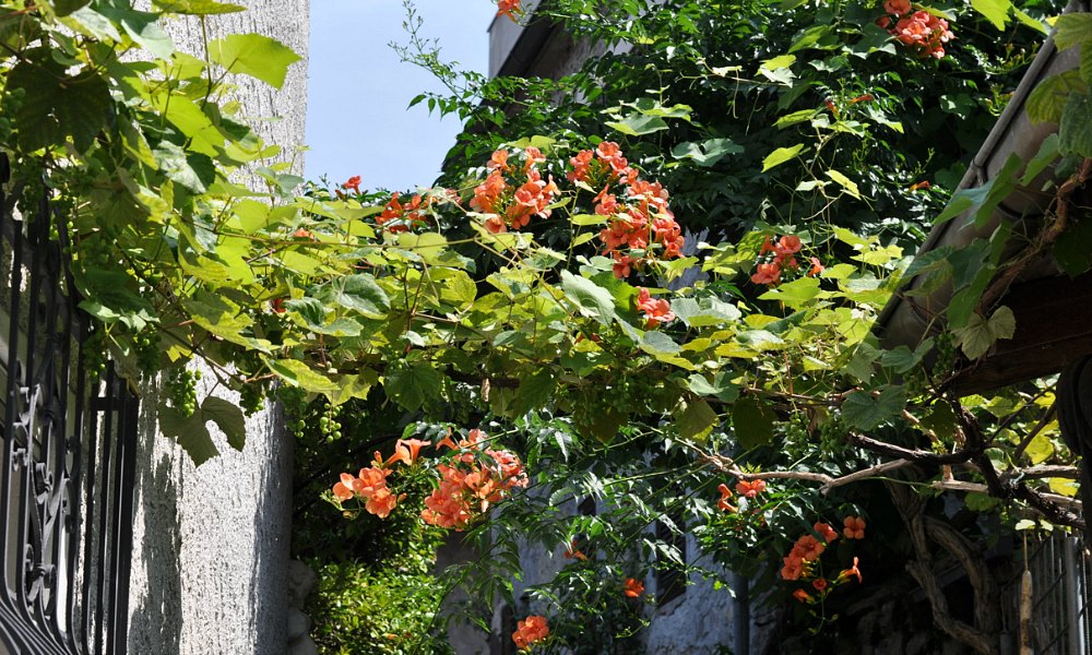 Billet "Dans mes veines coule un peu de Tessin" paru sur www.avecpanache.ch